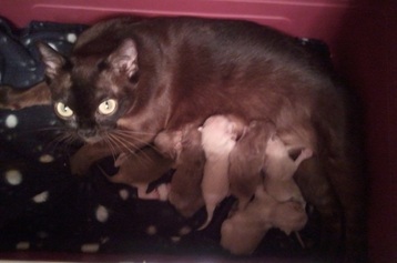 Nomi & Lotsa's 2 week old kittens.